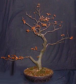 Fagus sylvatica/European Beech Bonsai Progression Series